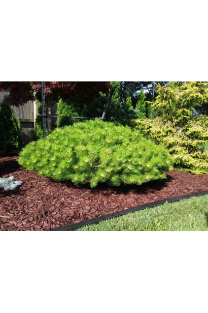 Pinus densiflora Low Glow — щільна подушкоподібна форма крони